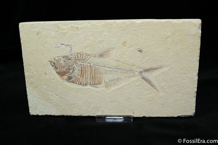 Sweet / Diplomystus Fish Fossil #807